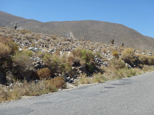 Pascana Cacti grow at altitude.